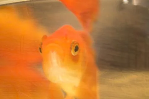 Muzzle of a goldfish. Stock Photos