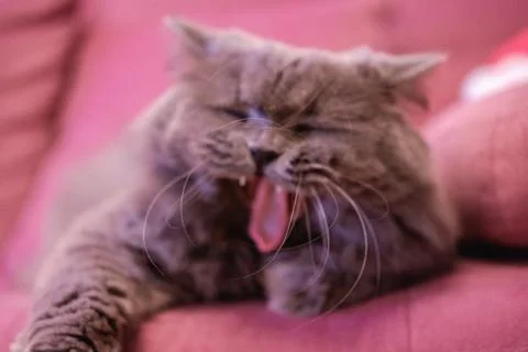 Muzzle of gray big long-haired British cat lies on a pink sofa. Concept weigh Stock Photos