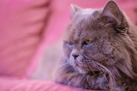 Muzzle of gray big long-haired British cat lies on a pink sofa. Concept weigh Stock Photos
