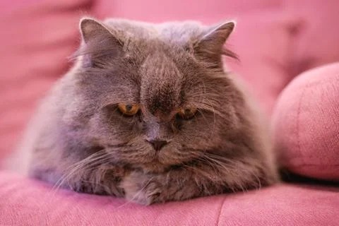 Muzzle of gray big long-haired British cat lies on a pink sofa. Concept weigh Stock Photos