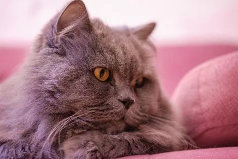 Muzzle of gray big long-haired British cat lies on a pink sofa. Concept weigh Stock Photos