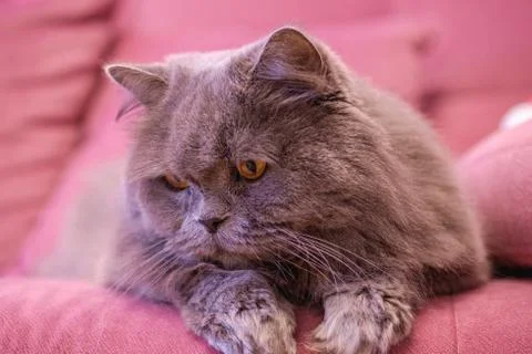 Muzzle of gray big long-haired British cat lies on a pink sofa. Concept weigh Stock Photos