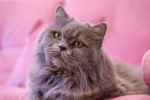 Muzzle of gray big long-haired British cat lies on a pink sofa. Concept weigh Stock Photos