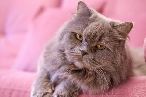Muzzle of gray big long-haired British cat lies on a pink sofa. Concept weigh Stock Photos