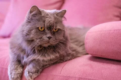 Muzzle of gray big long-haired British cat lies on a pink sofa. Concept weigh Stock Photos