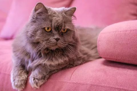 Muzzle of gray big long-haired British cat lies on a pink sofa. Concept weigh Stock Photos