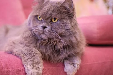 Muzzle of gray big long-haired British cat lies on a pink sofa. Concept weigh Stock Photos