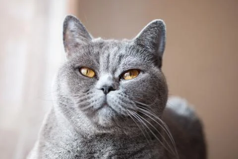 Muzzle of gray british cat Stock Photos