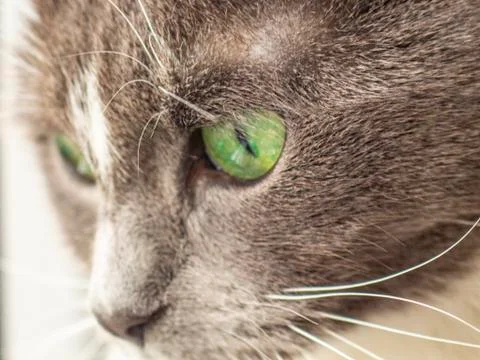 Muzzle gray cat close-up.cat1 Stock Photos