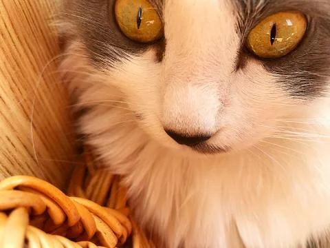 Muzzle of a gray cat. Stock Photos