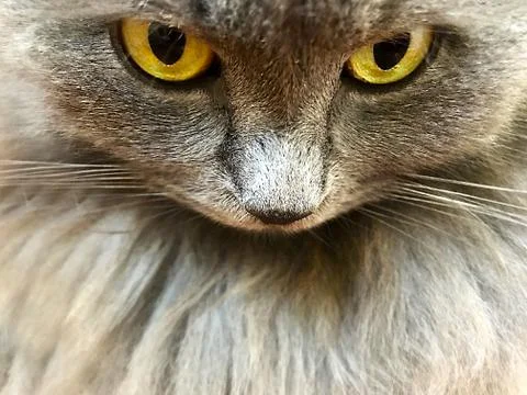 Muzzle of a gray cat. Stock Photos