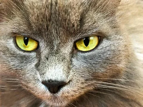 Muzzle of a gray cat. Stock Photos