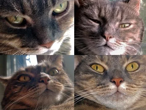 Muzzle of a gray cat Stock Photos