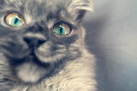 Muzzle of a gray cat, portrait close-up Stock Photos