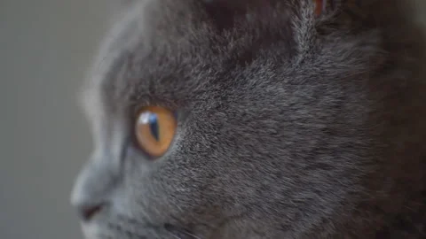 Muzzle gray fluffy cat British breed. Cat is worried. Close-up. Stock Footage 97929110