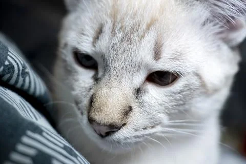 The muzzle of a gray fluffy cat with squinted eyes, kitten close-up Stock Photos