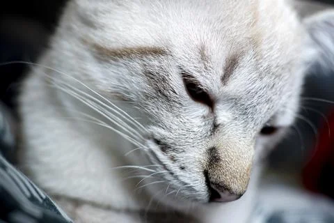 The muzzle of a gray fluffy cat with squinted eyes, kitten close-up Stock Photos