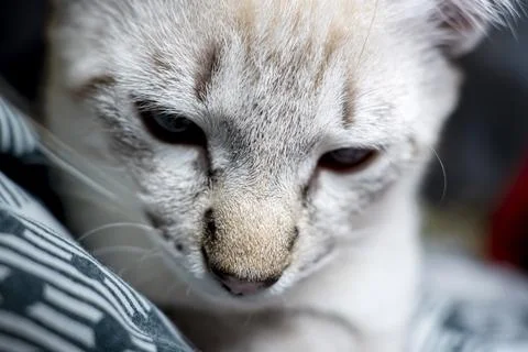The muzzle of a gray fluffy cat with squinted eyes, kitten close-up Stock Photos