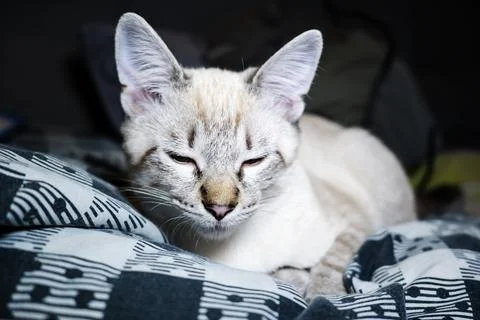 The muzzle of a gray fluffy cat with squinted eyes, kitten close-up Stock Photos