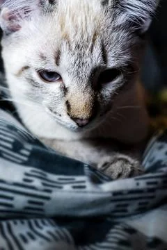 The muzzle of a gray fluffy cat with squinted eyes, kitten close-up Stock Photos