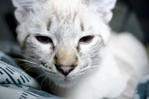 The muzzle of a gray fluffy cat with squinted eyes, kitten close-up Stock Photos
