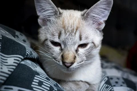 The muzzle of a gray fluffy cat with squinted eyes, kitten close-up Stock Photos