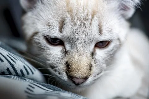 The muzzle of a gray fluffy cat with squinted eyes, kitten close-up Stock Photos