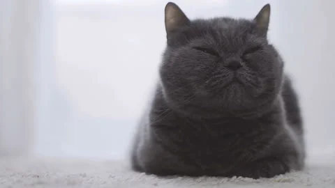 Muzzle of a gray fluffy longhair cat of British breed Stock Footage 88000870
