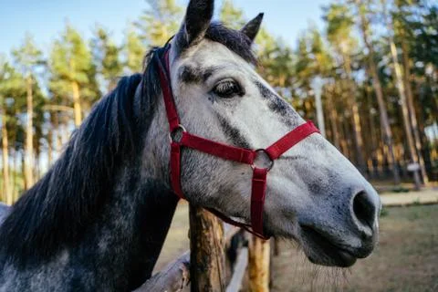 Muzzle gray horse close-up in a corral on the street Stock Photos