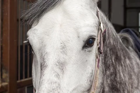 Muzzle of a gray horse standing in a stable Stock Photos