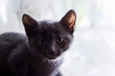 Muzzle of a gray kitten on background of light from a window Stock Photos