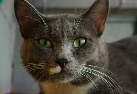 Muzzle of a gray kitten close-up Stock Photos