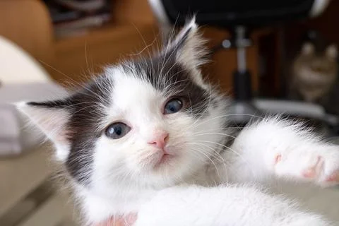 Muzzle of a gray little kitten closeup portrait Stock Photos