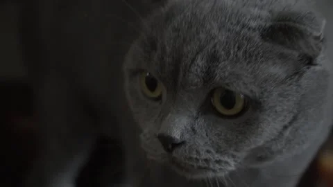 Muzzle of gray purebred British cat with short hair and long mustache. Stock Footage 197362374