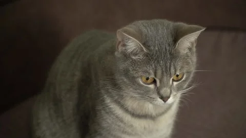 Muzzle of gray purebred British cat with short hair and long mustache. Stock Footage 197362435