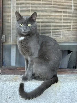 Muzzle of a gray purebred cat, close-up. A gray cat sits and looks directly.. Stock Photos