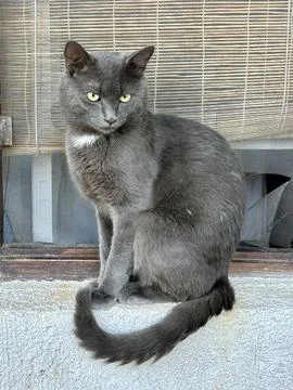 Muzzle of a gray purebred cat, close-up. A gray cat sits and looks directly.. Stock Photos