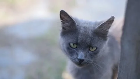 Muzzle of gray purebred cat with short hair and long mustache. Stock Footage 197362351