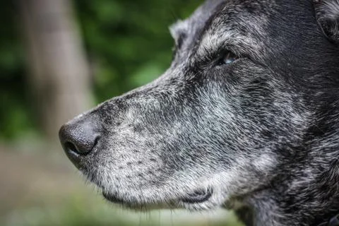 Muzzle of a gray sheepdog close-up Stock Photos