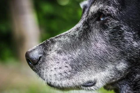 Muzzle of a gray sheepdog close-up Stock Photos