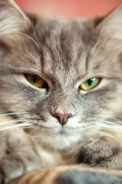 Muzzle of a gray striped fluffy cat. Siberian kitten. Foto stock