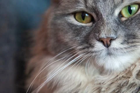 Muzzle of a gray striped fluffy cat. Siberian kitten. Foto stock