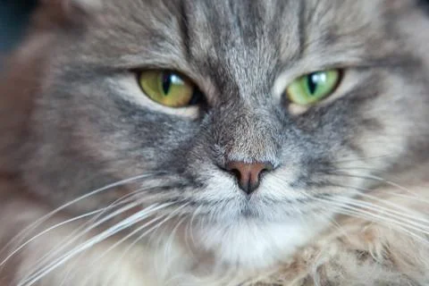 Muzzle of a gray striped fluffy cat. Siberian kitten. Foto stock