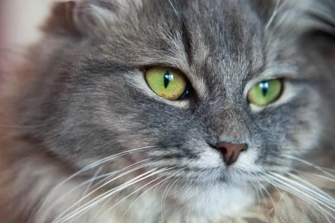 Muzzle of a gray striped fluffy cat. Siberian kitten. Stock Photos