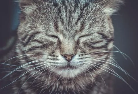 Muzzle of grey cat close-up Stock Photos