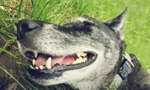 Muzzle grey shepherd on the grass in the summer Stock Photos