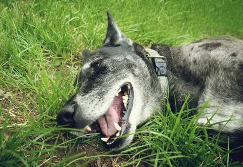 Muzzle grey shepherd on the grass in the summer Stock Photos