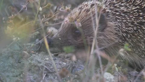 Muzzle of a hedgehog lurking in the grass Stock Photos