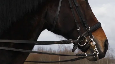 Muzzle of a horse with bridle closeup Stock-Footage 73629023