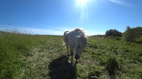 Muzzle of a horse Stock Footage 108234152